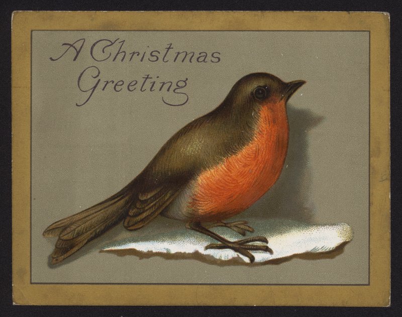 Robin by English School
