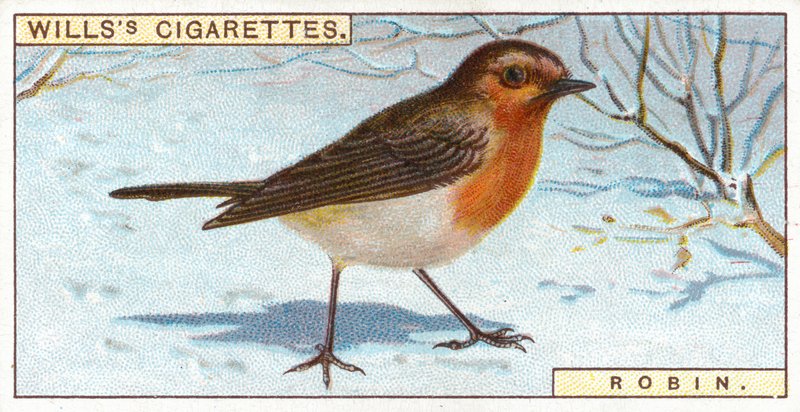 Robin by English School