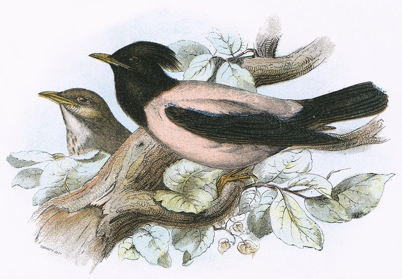 Rose Coloured Starling by English School