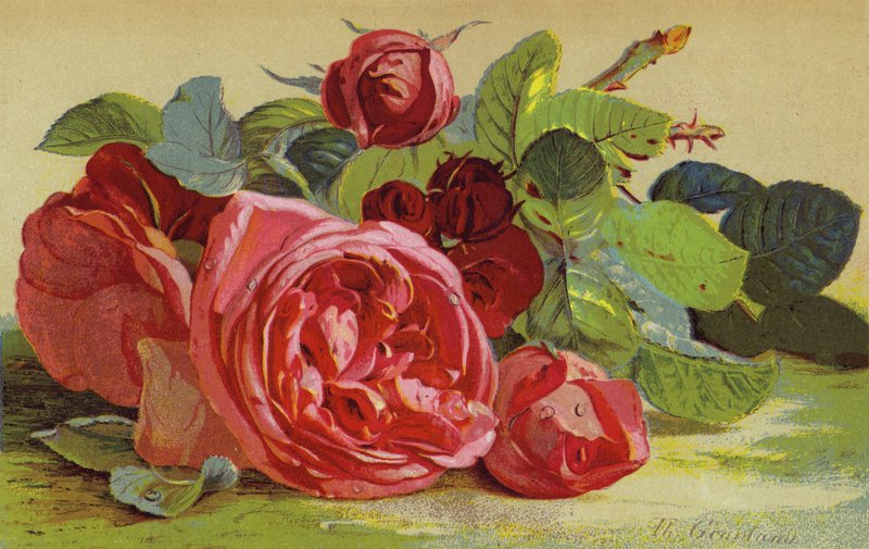 Roses, the Duke of Edinburgh by English School