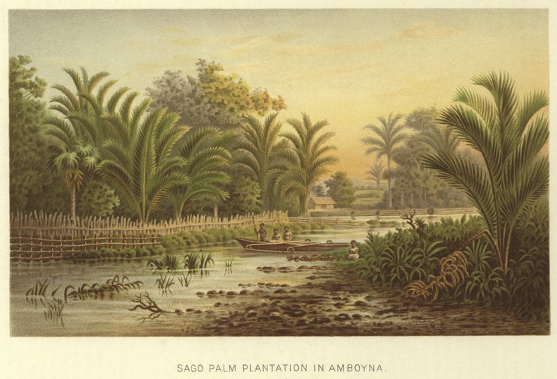 Sago Palm Plantation in Amboyna by English School