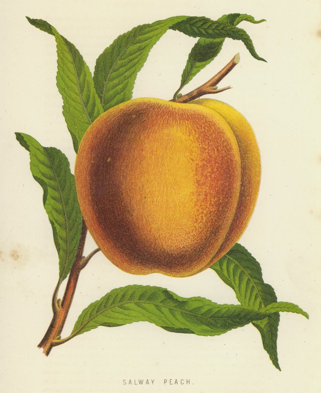 Salway Peach by English School