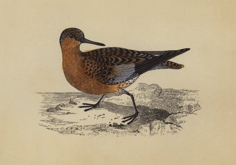 Sandpiper by English School