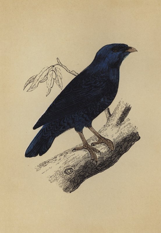 Satin Bird by English School