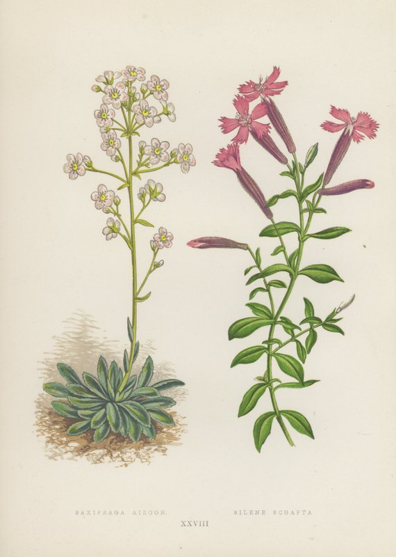 Saxifraga Aizoon; Silene Schafta by English School