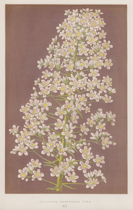 Saxifraga Longifolia Vera by English School
