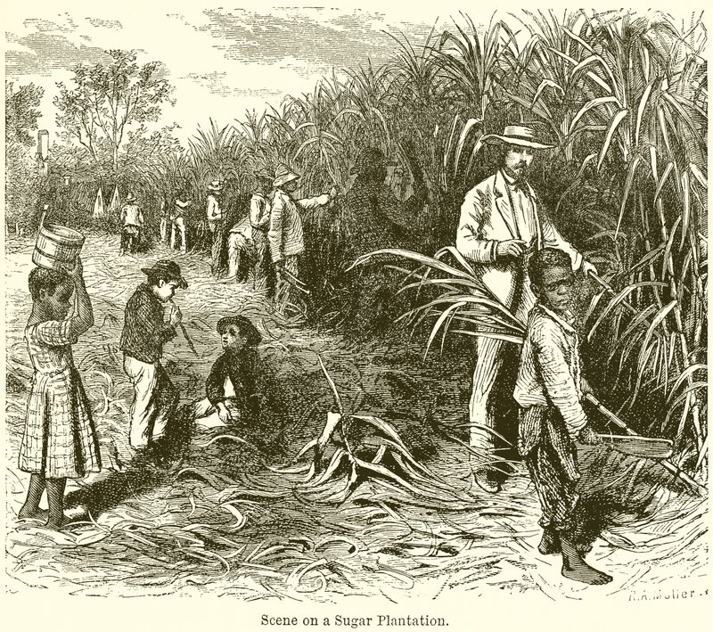 Scene on a Sugar Plantation by English School