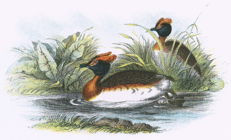 Sclavonian Grebe by English School