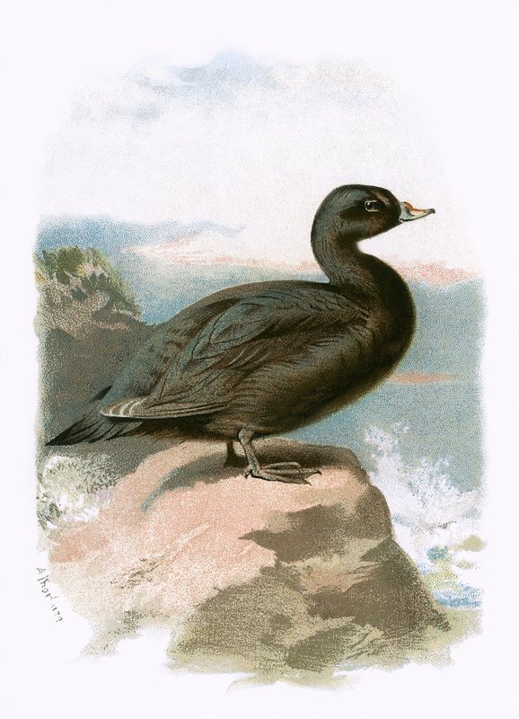 Scoter by English School