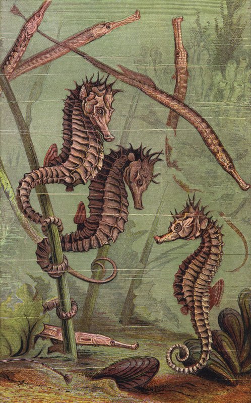 Sea-Horses and Pipe-Fish by English School