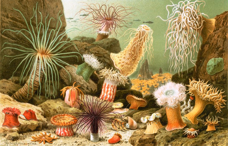Sea Anemones by English School