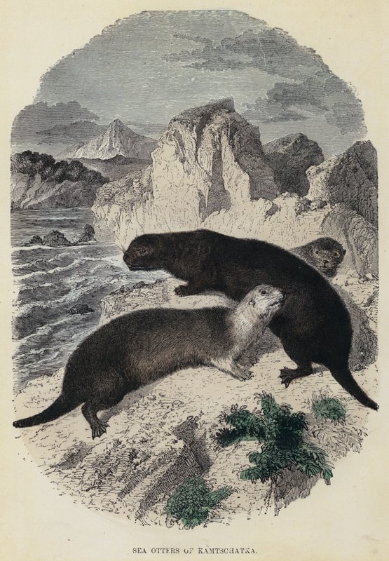 Sea Otters of Kamtschatka by English School