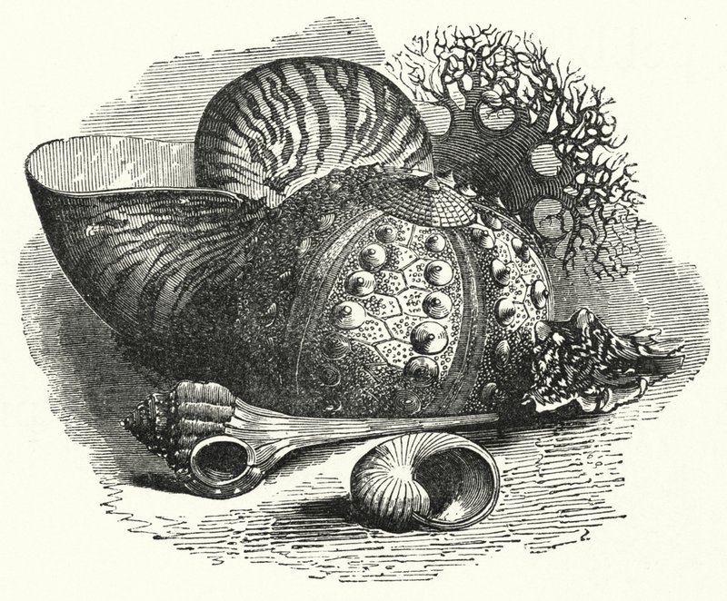 Sea Shells by English School
