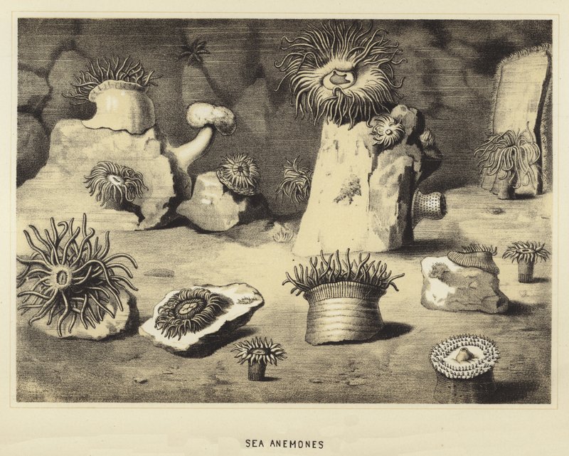 Sea anemones by English School