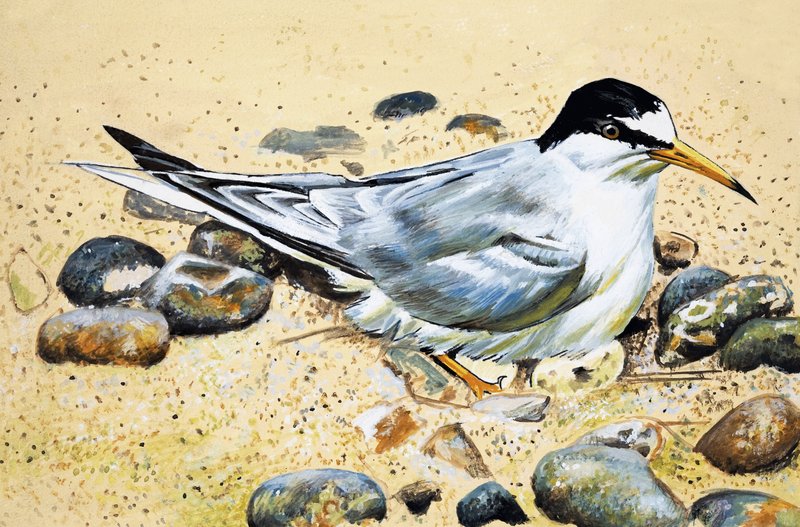 Seabird (Oyster Catcher) by English School