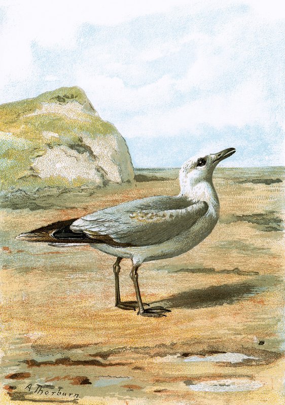 Seagull by English School