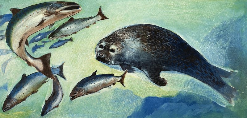 Seal and fish by English School