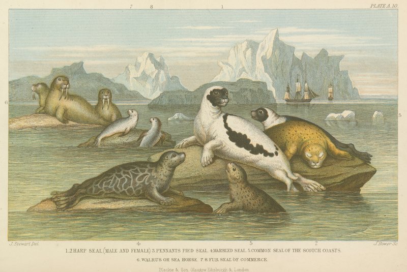 Seals by English School