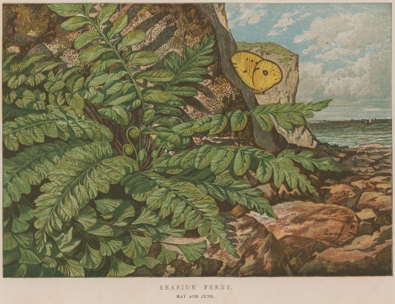 Seaside Ferns by English School