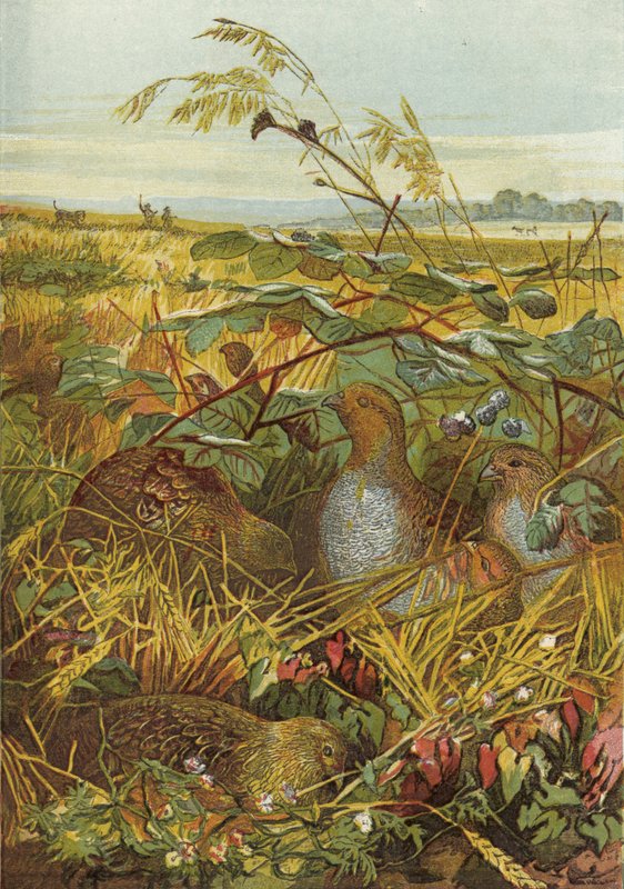 September and October, Game Birds by English School