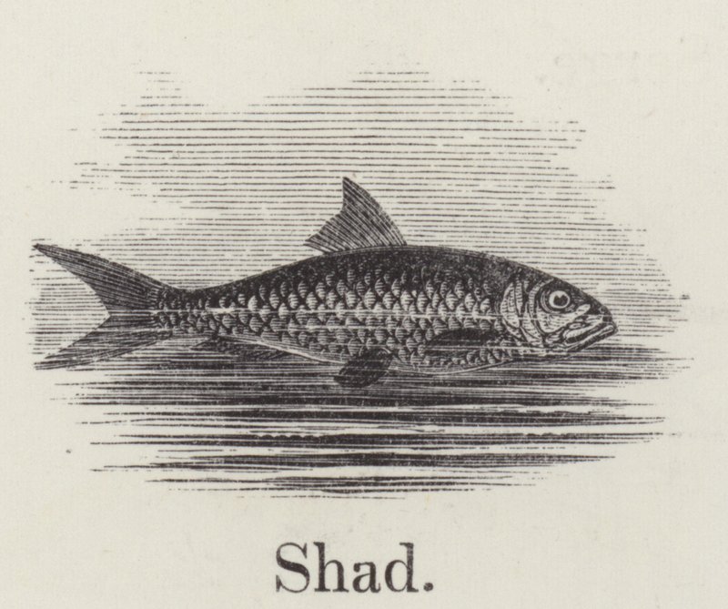 Shad by English School