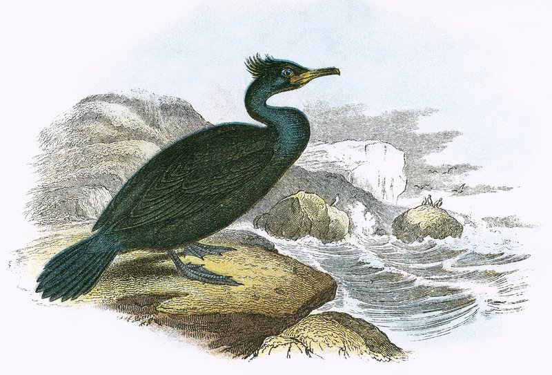 Shag by English School