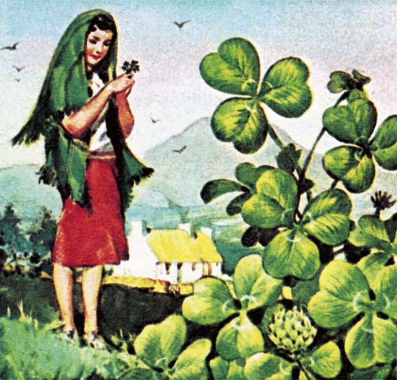 Shamrock by English School
