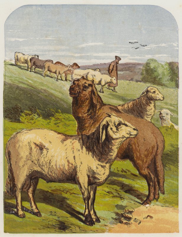 Sheep by English School