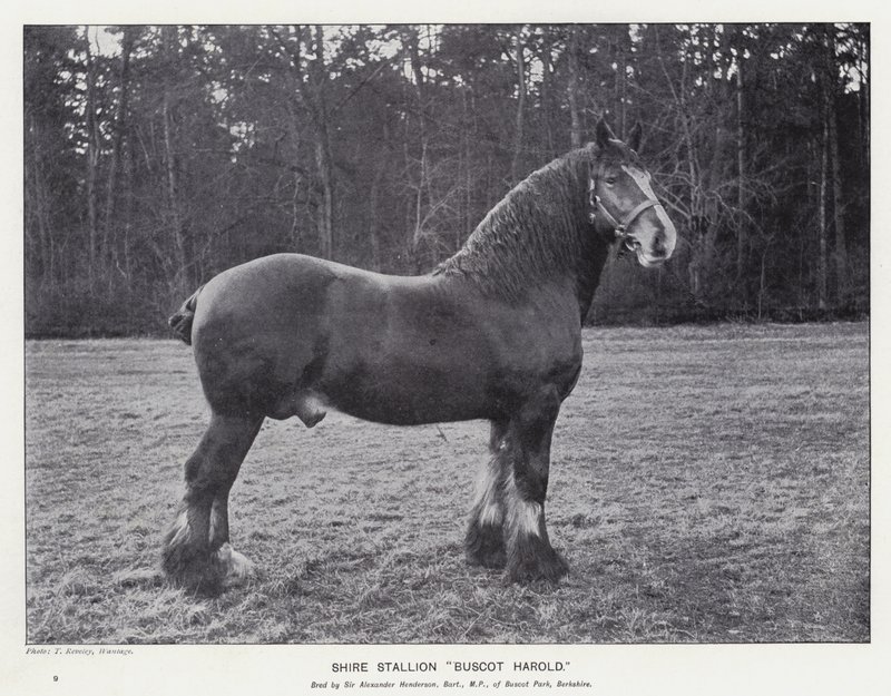 Shire Stallion 