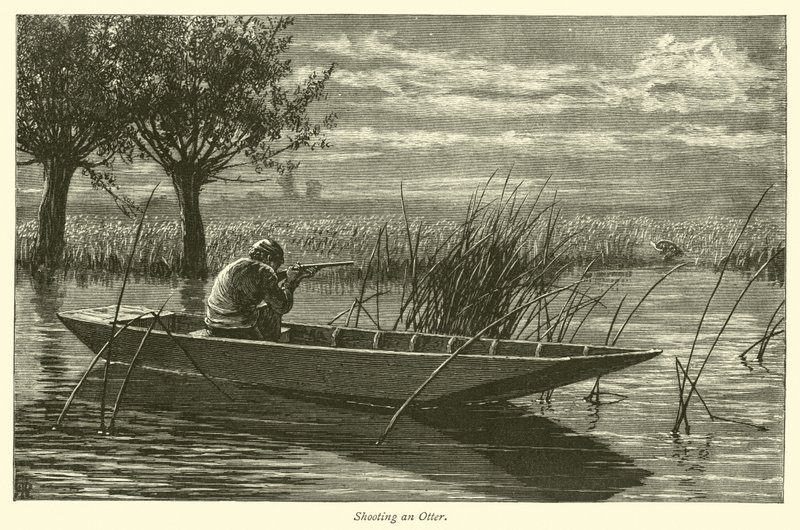 Shooting an Otter by English School