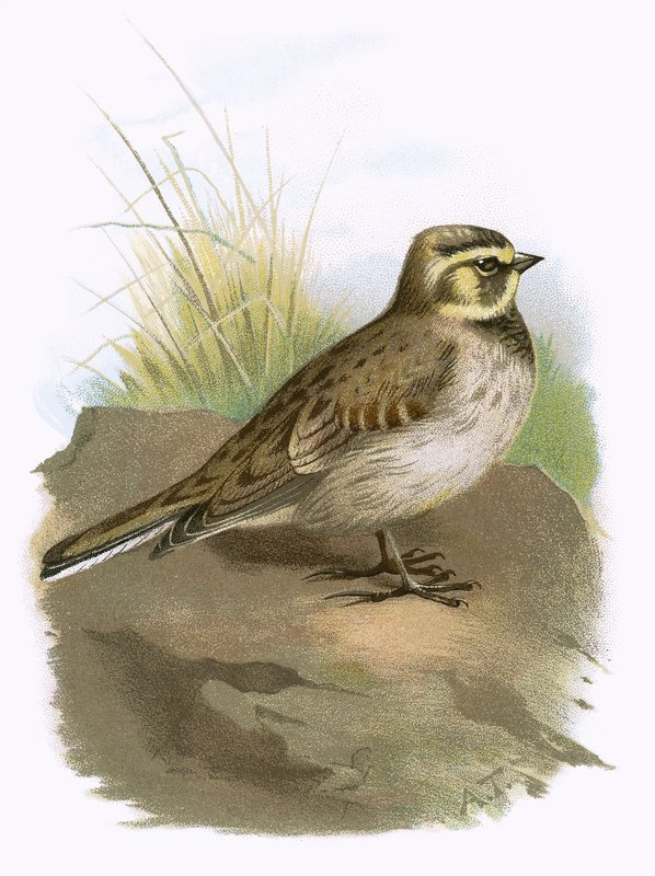 Shore Lark by English School
