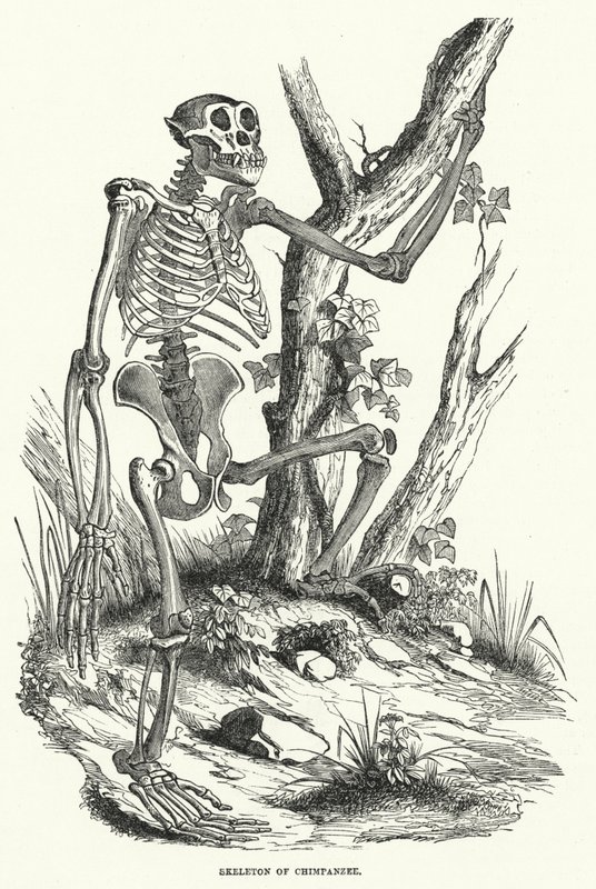 Skeleton of Chimpanzee by English School