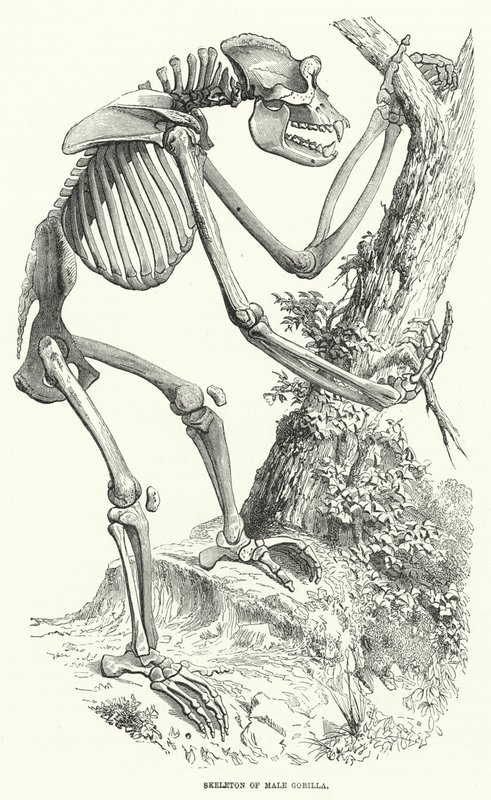 Skeleton of Male Gorilla by English School