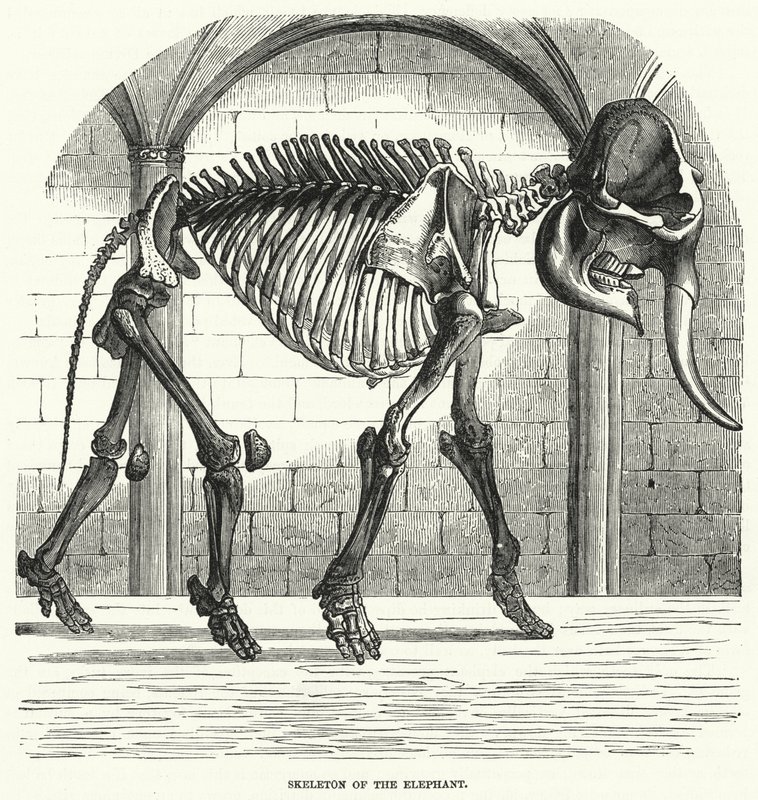 Skeleton of the Elephant by English School