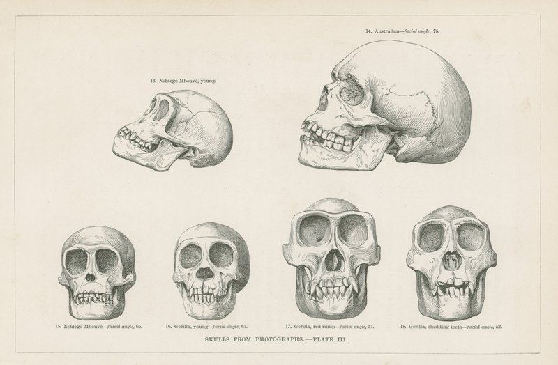 Skulls from photographs by English School