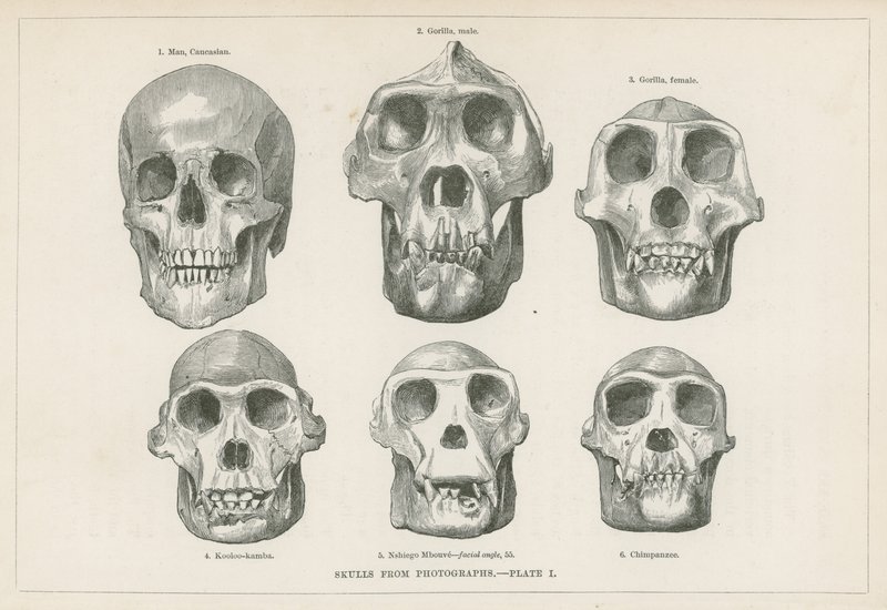 Skulls from photographs by English School