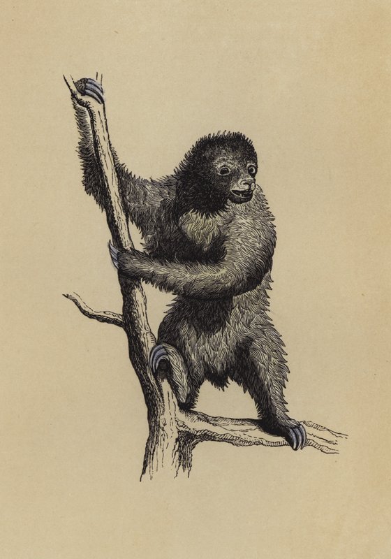 Sloth by English School