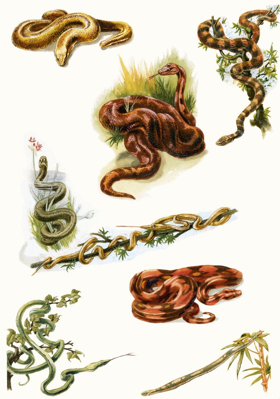 Snakes by English School