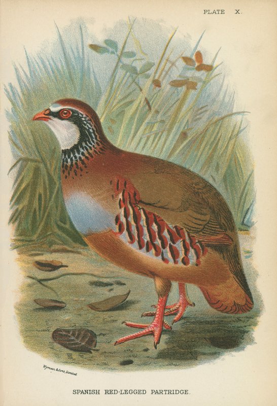 Spanish Red-Legged Partridge by English School