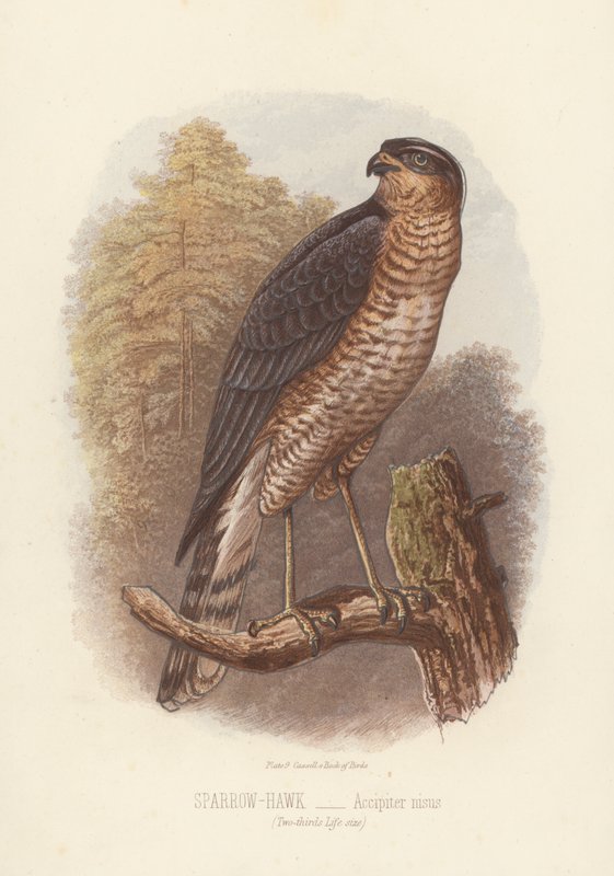Sparrow-Hawk, Accipiter Nisus by English School