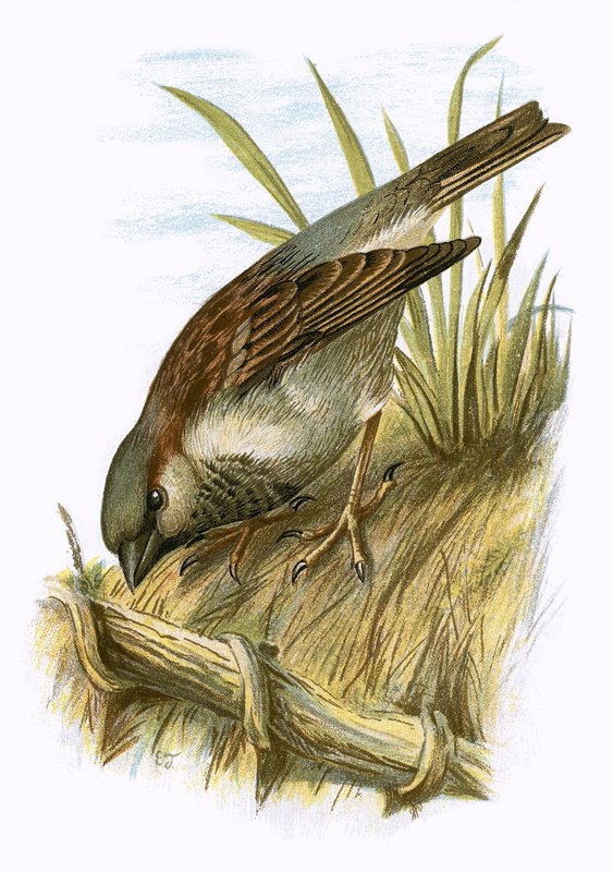 Sparrow by English School