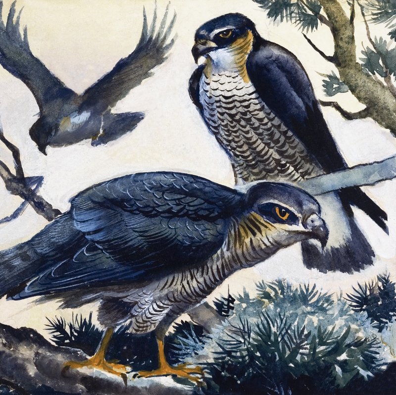 Sparrowhawks by English School