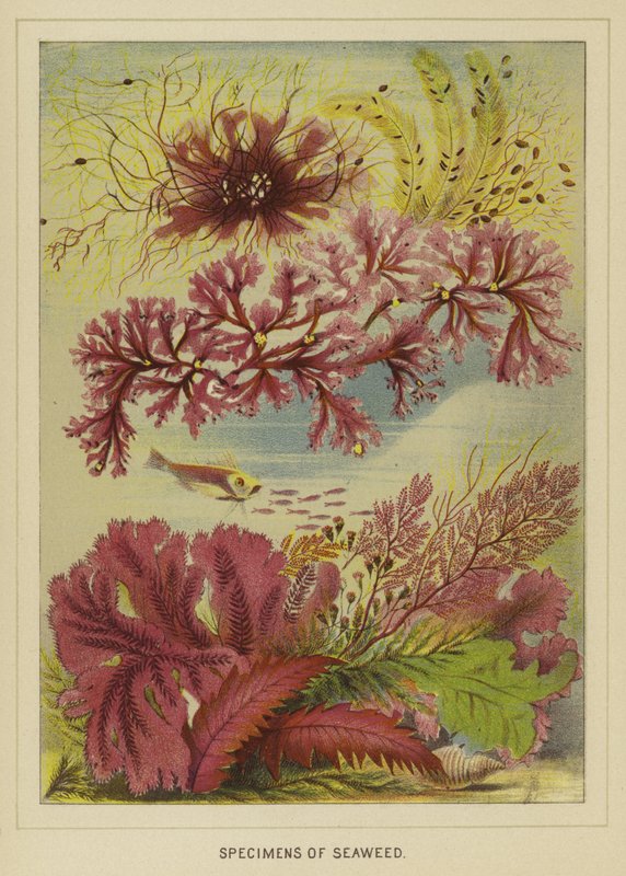 Specimens of seaweed by English School