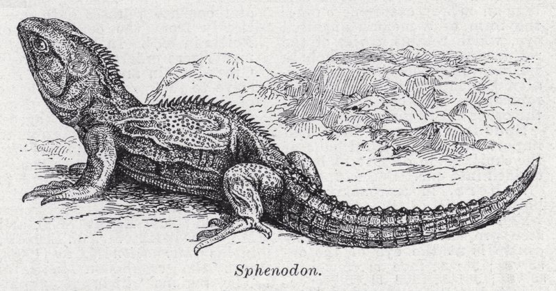 Sphenodon by English School