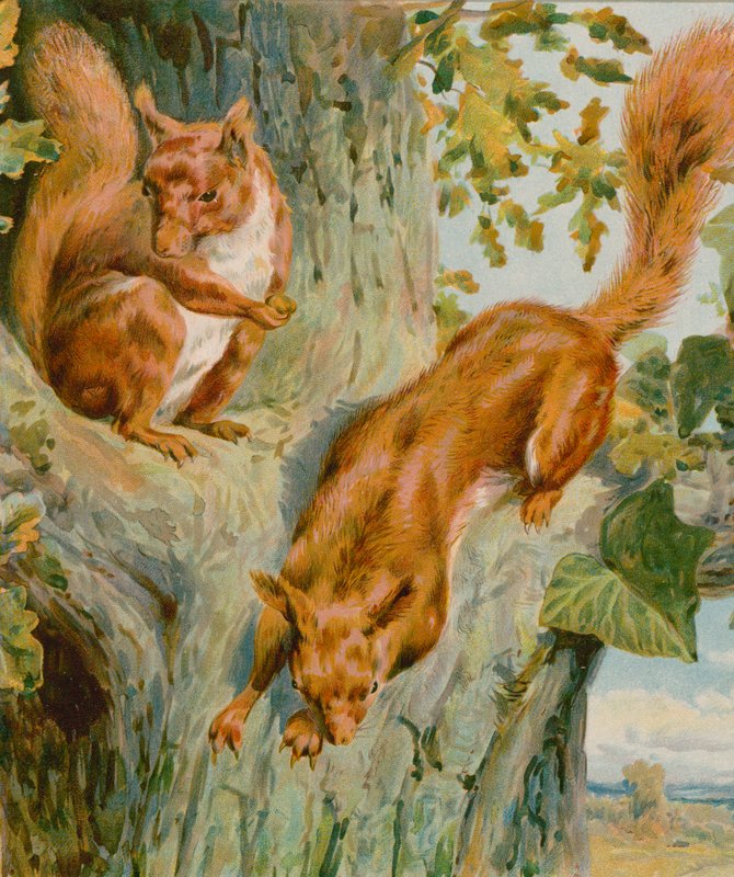 Squirrel