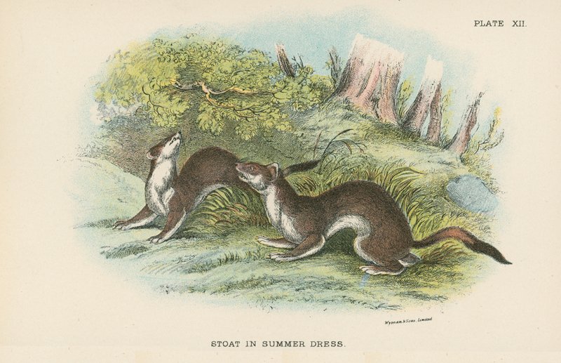 Stoat in Summer Dress by English School
