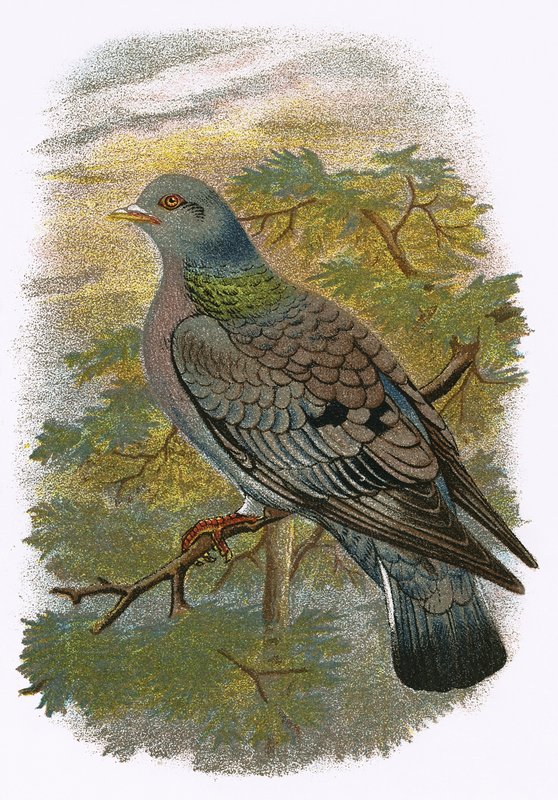 Stock Dove by English School