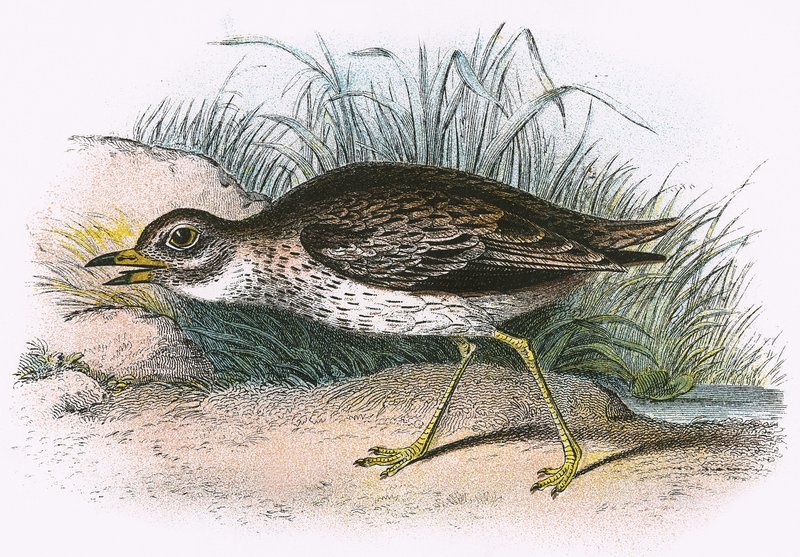 Stone Curlew by English School
