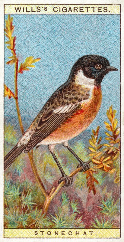 Stonechat by English School