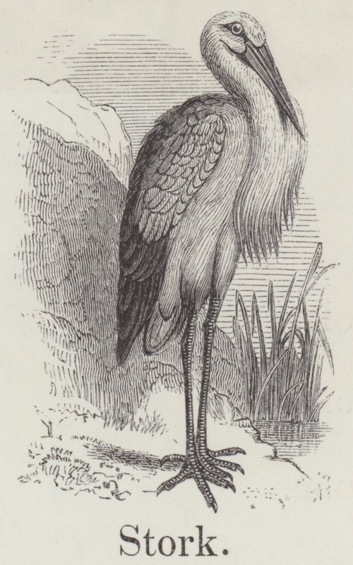 Stork by English School